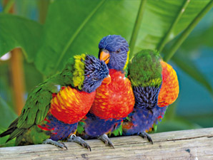 NT Guadeloupe perroquet fotolia  Subscription XXL